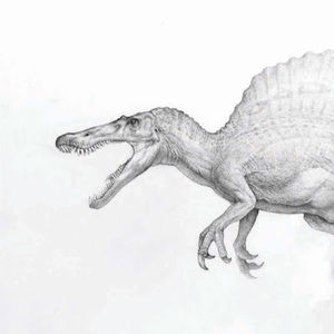 Meet your Posher, Noah